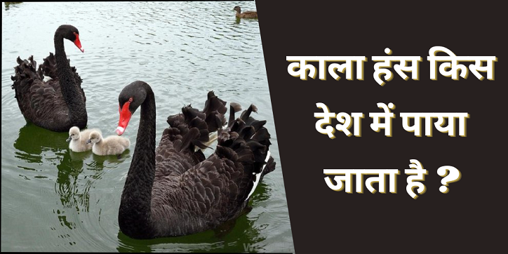 In which country in the world is the Black Swan found